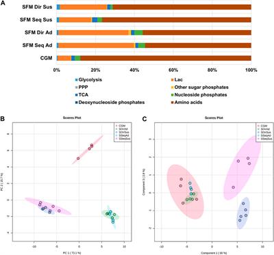 The impact of serum-free culture on HEK293 cells: From the establishment of suspension and adherent serum-free adaptation cultures to the investigation of growth and metabolic profiles